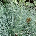 Festuca ovina 'Glauca'